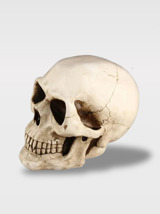 Tirelire Crâne de Pirate<br>Le Capitaine Fantôme