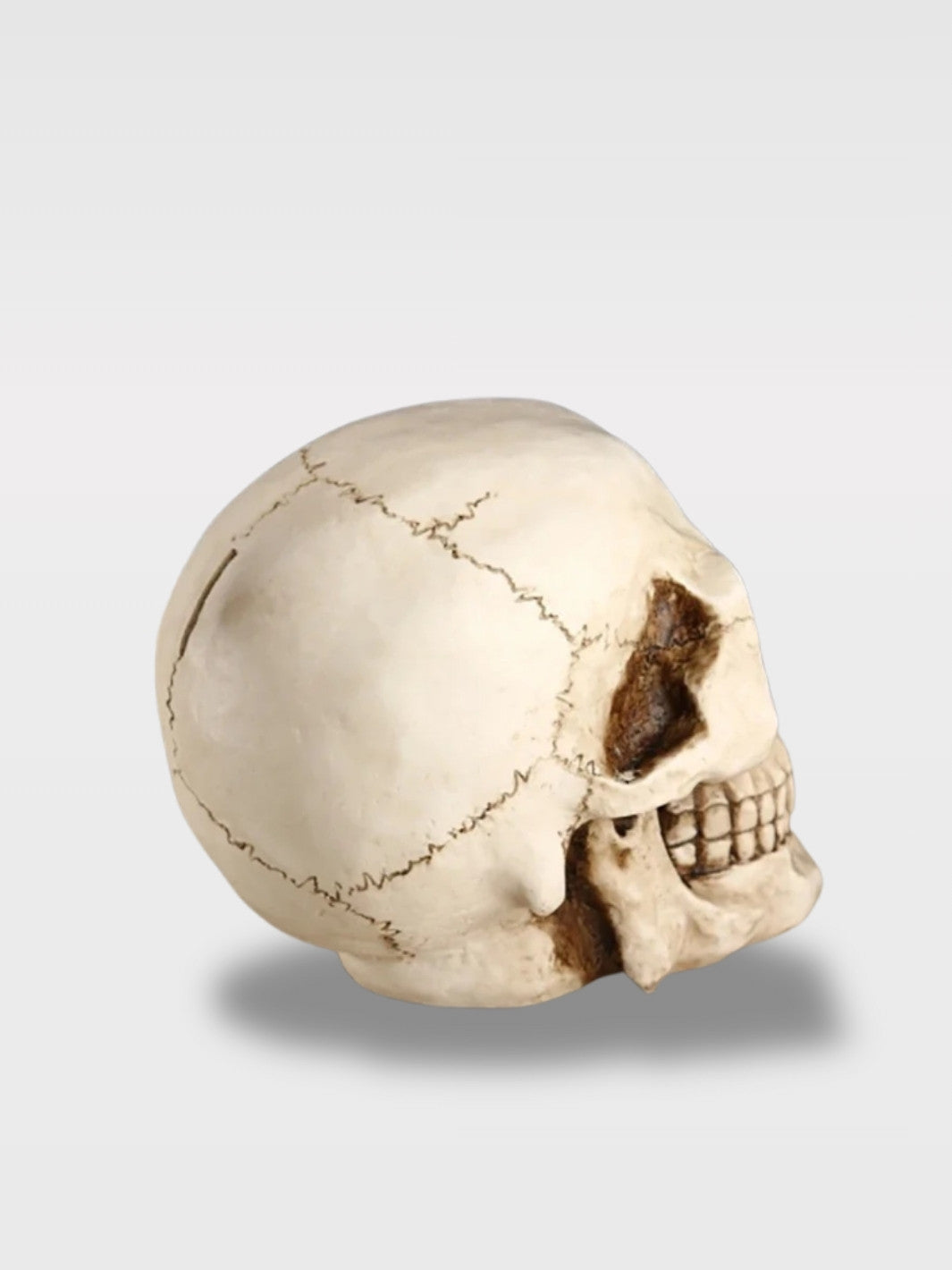 Tirelire Crâne de Pirate<br>Le Capitaine Fantôme