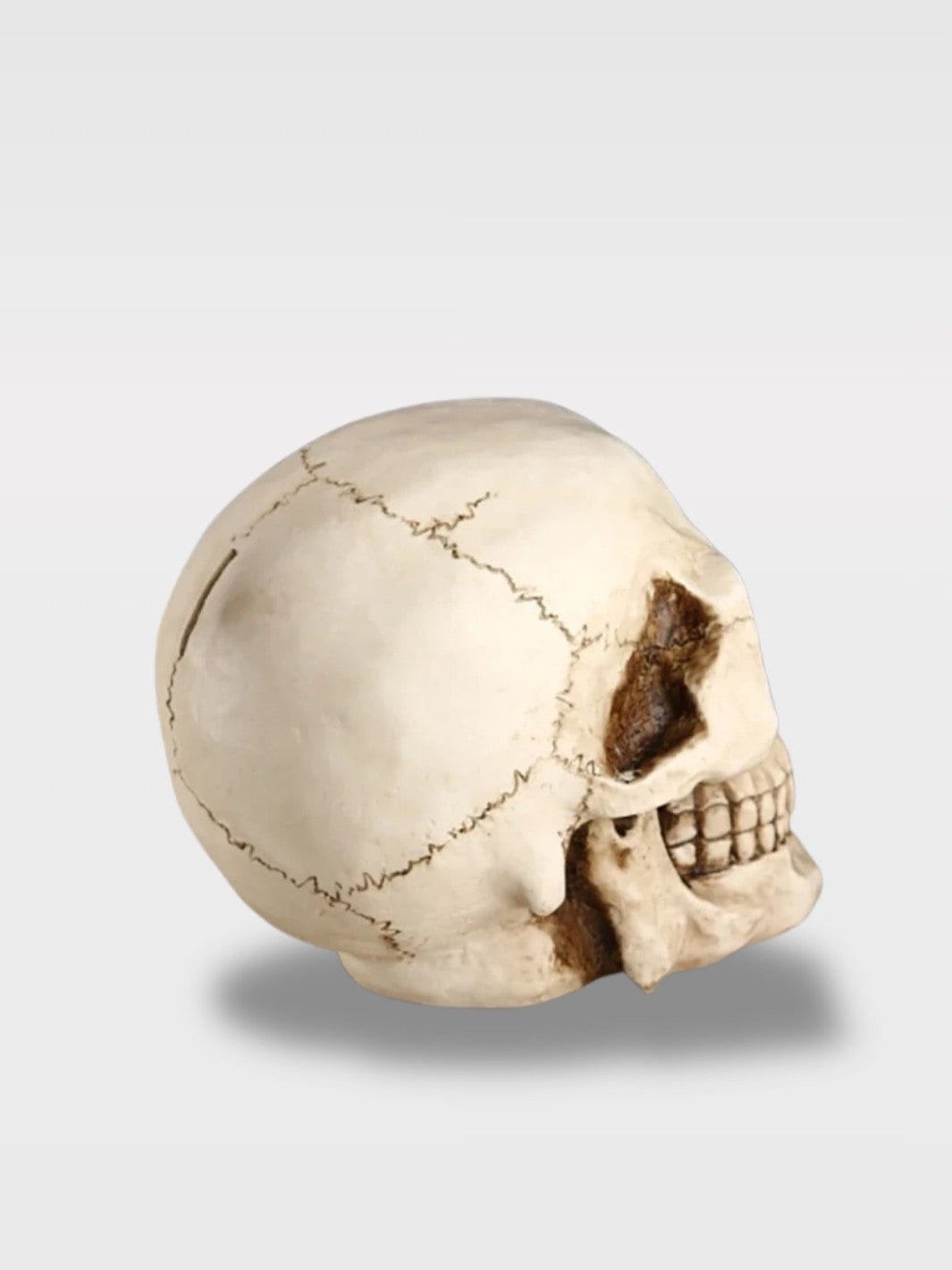 Tirelire Crâne de Pirate | Idée Déco Halloween